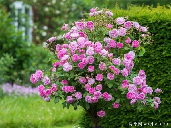 欧月树状月季-月季界的新宠(图3) 欧月树状月季-月季界的新宠(图3)