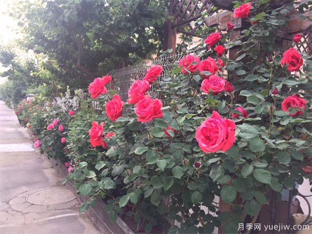 盆栽月季在不同的生长期如何浇水看这里(图1) 盆栽月季在不同的生长期如何浇水看这里(图1)