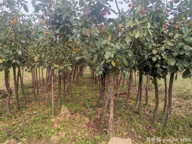 冬季南阳苗圃这么浇水,减少一半冻伤量(图1) 冬季南阳苗圃这么浇水,减少一半冻伤量(图1)