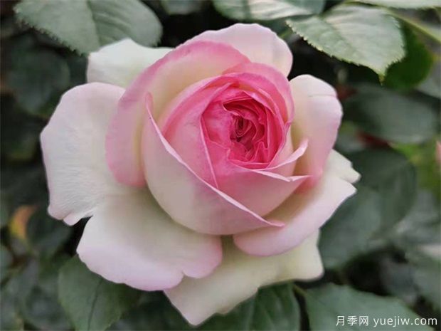 秋天月季养护小知识,秋季修剪和浇水与病虫害防治(图1) 秋天月季养护小知识,秋季修剪和浇水与病虫害防治(图1)