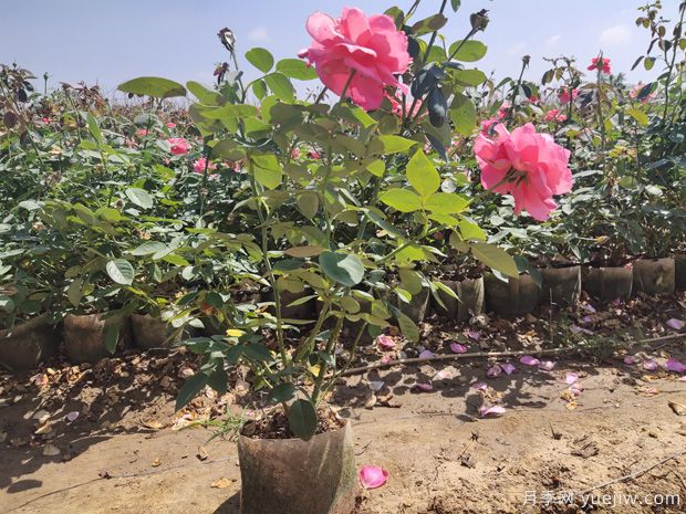 盆栽月季花怎么养?地栽月季花养殖方法(图2) 盆栽月季花怎么养?地栽月季花养殖方法(图2)