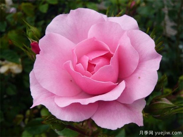 花中皇后是什么花 月季怎么养(图1) 花中皇后是什么花 月季怎么养(图1)