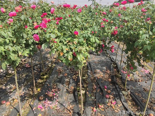 现代月季高杆月季培养如何操作?(图1) 现代月季高杆月季培养如何操作?(图1)