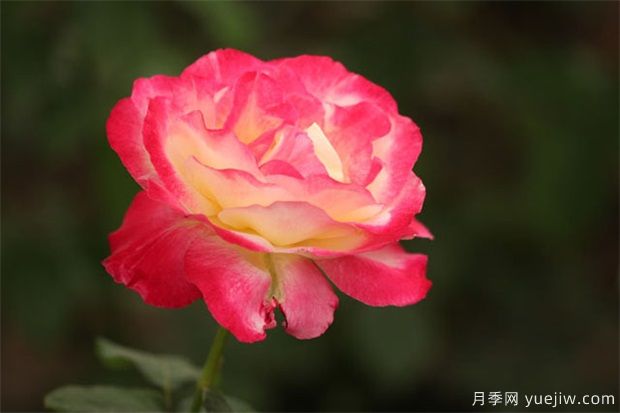 月季花开花需要的条件(图1) 月季花开花需要的条件(图1)