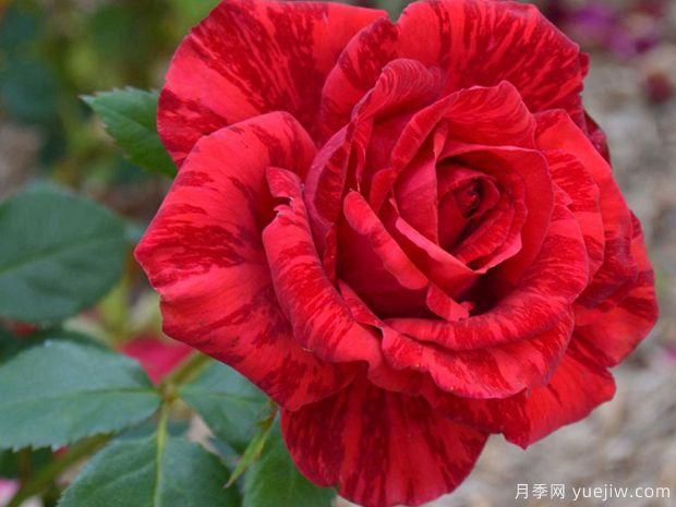 月季花苗在夏天怎么养护?(图1) 月季花苗在夏天怎么养护?(图1)