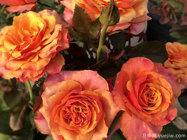 樱桃白兰地月季的优缺点是什么？(图1)