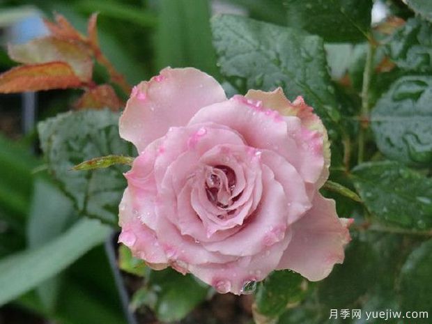 10种复古色月季，气质炸裂！花友值得入手！(图7)