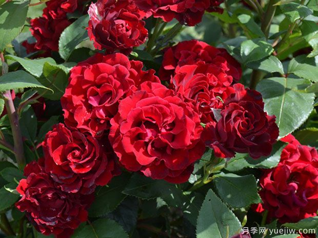 纪念芭芭拉月季的优缺点是什么?(图1) 纪念芭芭拉月季的优缺点是什么?(图1)