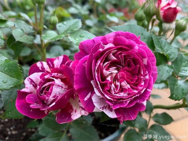 10种月季蚜虫治疗方法,杀除蚜虫真简单(图1) 10种月季蚜虫治疗方法,杀除蚜虫真简单(图1)