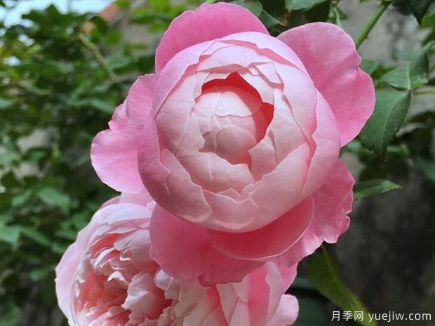 月季中的三仙女品种,颜值高又耐寒,冬天自然开花(图1) 月季中的三仙女品种,颜值高又耐寒,冬天自然开花(图1)