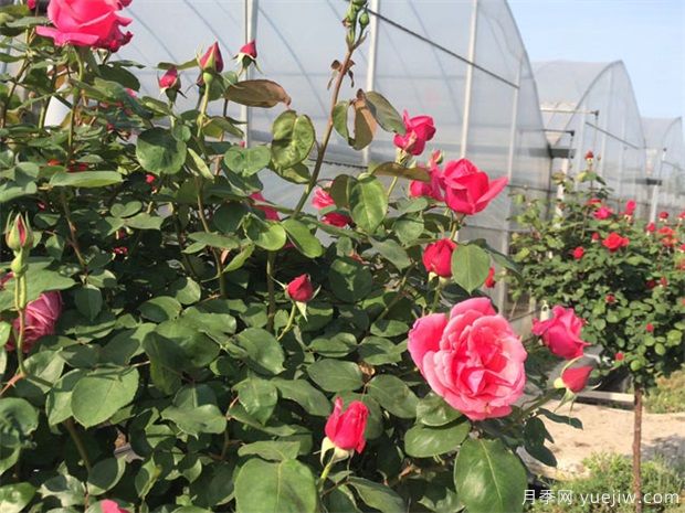 入冬月季还要施水溶肥吗？南方和中部的不同施肥方案(图1)