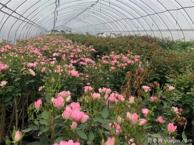 月季花扦插时间和高成活办法(图1) 月季花扦插时间和高成活办法(图1)