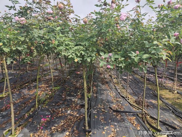 月季花如何定植,您知道吗?(图1) 月季花如何定植,您知道吗?(图1)