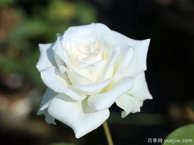 推荐6款漂亮月季,号称全网零差评,堪称完美品种(图3) 推荐6个漂亮月季品种,号称全网零差评的完美(图3)