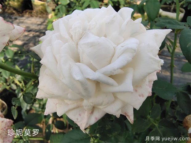 推荐6款漂亮月季,号称全网零差评,堪称完美品种(图6) 推荐6个漂亮月季品种,号称全网零差评的完美(图6)