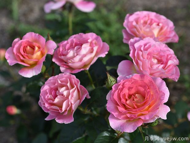 从病害中找到月季种植的关键点(图1)