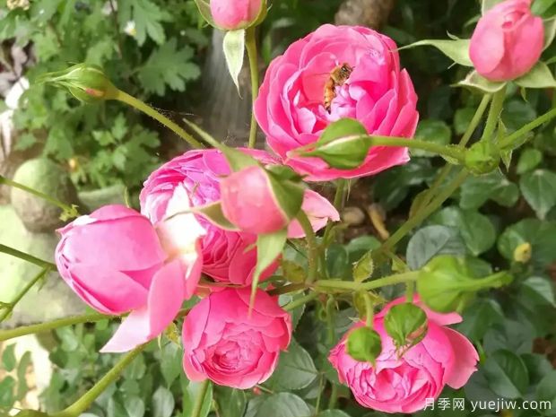 微型月季有哪些养殖技术要点?(图1) 微型月季有哪些养殖技术要点?(图1)