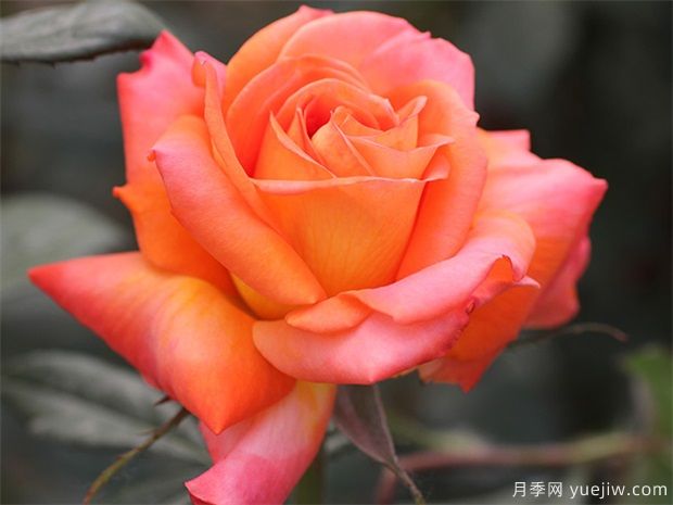 大花月季人人爱,如何把大花月季养的枝繁叶茂?(图1) 大花月季人人爱,如何把大花月季养的枝繁叶茂?(图1)