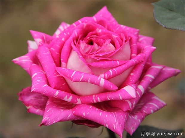 花中皇后--月季花(图1) 花中皇后--月季花(图1)