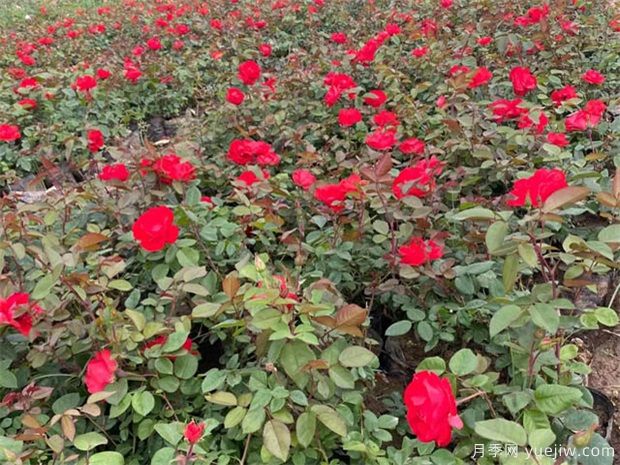 选好月季苗圃地,这7个因素是关键!(图1) 选好月季苗圃地,这7个因素是关键!(图1)