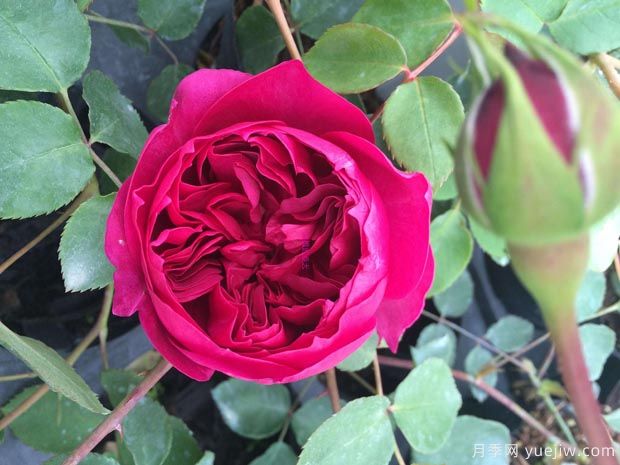 秋日胭脂月季品种介绍(图1) 秋日胭脂月季介绍,花色丰富花型多变(图1)