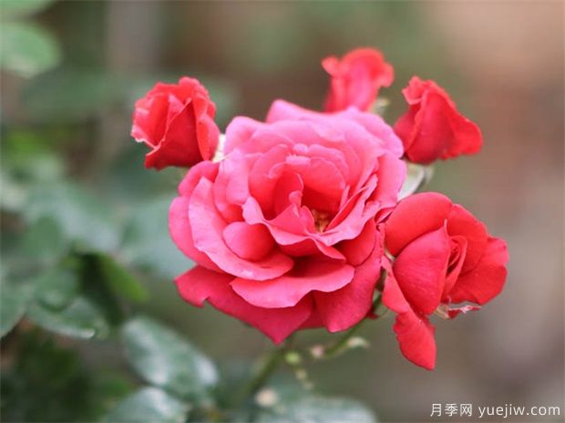 苗木人必看的苗木行情(图1) 苗木人必看的苗木行情(图1)