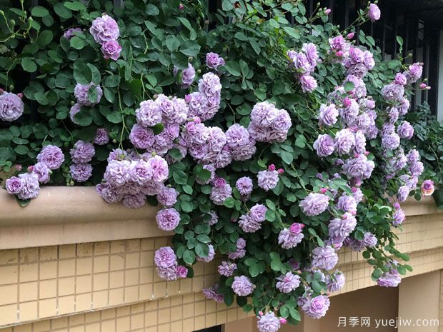 推荐2个藤本月季,粗放管理四季开花不断(图2) 推荐2个藤本月季,粗放管理四季开花不断(图2)