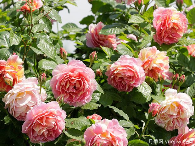 什么时候种植月季合适?春夏两季种植月季有什么特点?(图1) 什么时候种植月季合适?春夏两季种植月季有什么特点?(图1)