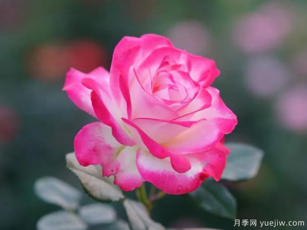 修剪月季有什么技巧(图1) 修剪月季有什么技巧(图1)