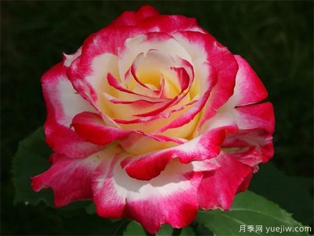 推荐4个经典的月季花品种,是阳台盆栽佳品(图1) 推荐4个经典的月季花品种,阳台盆栽佳品(图1)