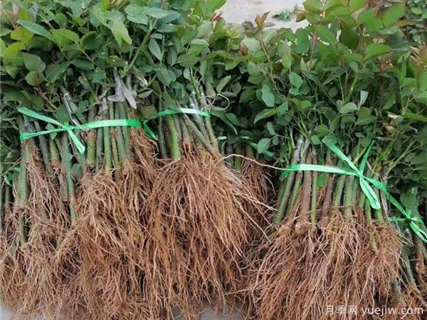 面对粗大的月季牙签苗该如何培育管理呢?(图1) 面对粗大的月季牙签苗该如何培育管理呢?(图1)