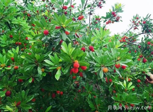 杨梅什么品种比较好？杨梅树育苗方法(图1)