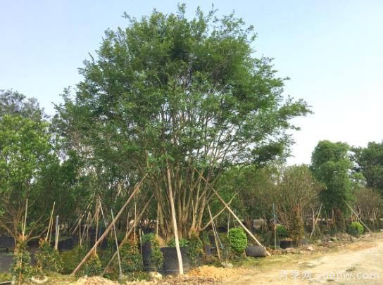 朴树与榉树存在着哪些区别?(图2) 朴树与榉树存在着哪些区别?(图2)