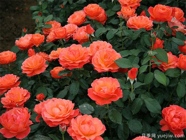 丰花月季怎样进行虫害防治的呢?(图1) 丰花月季怎样进行虫害防治的呢?(图1)