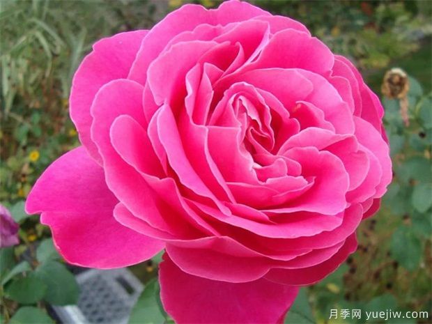 大花月季叶子发黄的常见原因和处理办法(图1) 大花月季叶子发黄的常见原因和处理办法(图1)