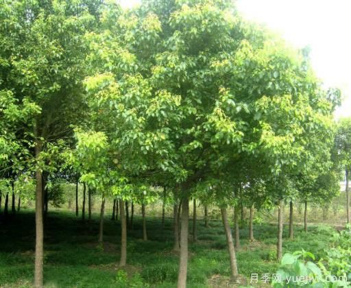 香樟叶子老发黄,缓解黄化的具体措施(图1) 香樟叶子老发黄,缓解黄化的具体措施(图1)