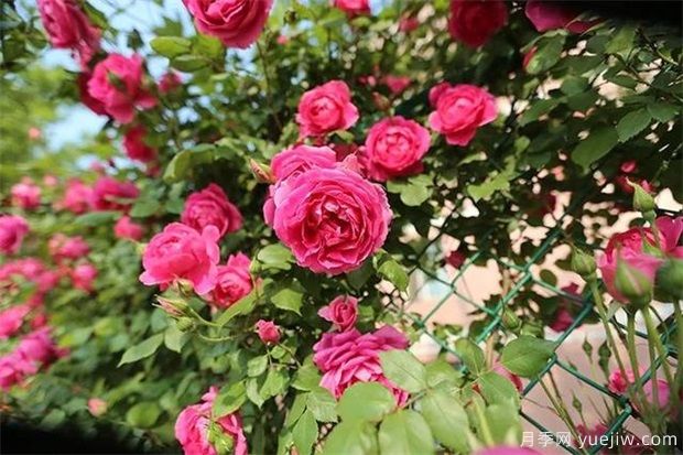 月季长的又细又长是怎么回事?有哪些解决方法?(图1) 月季长的又细又长是怎么回事?有哪些解决方法?(图1)