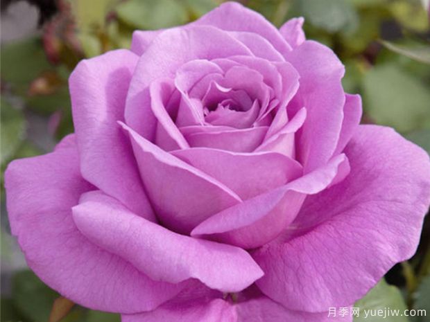 月季花用什么土好养呢?(图1) 月季花用什么土好养呢?(图1)