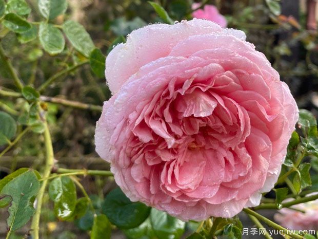 月季冲梢是什么意思?月季种植技巧(图1) 月季冲梢是什么意思?月季种植技巧(图1)
