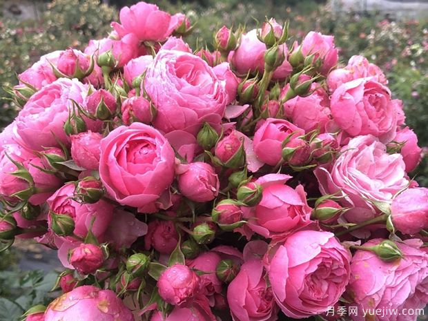 五大热门爬藤月季品种推荐(图3)