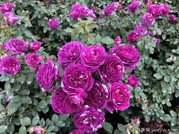 推荐8款宝石月季品种，每一款都优秀，还有浓香超美的(图5)