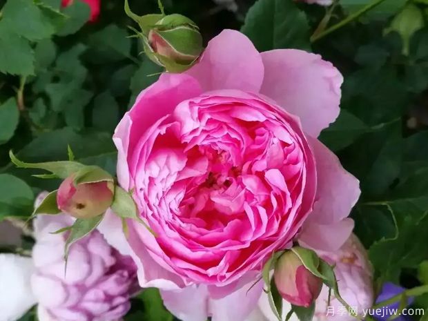 菲尔柴尔德先生月季(图1) 费尔柴尔德先生月季/菲尔先生(图1)