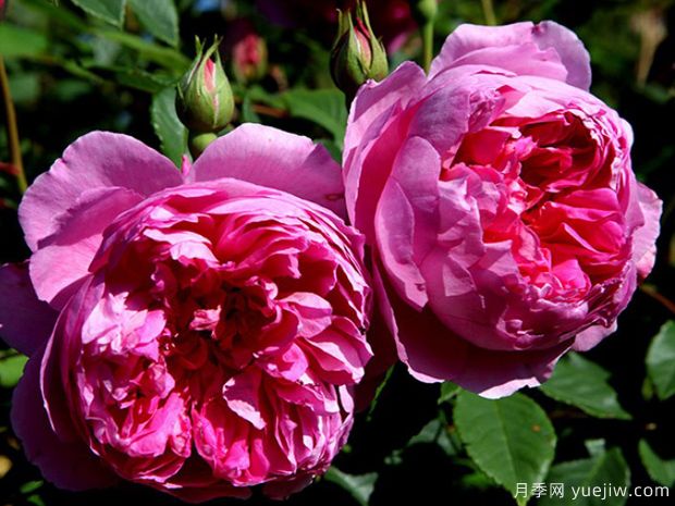 菲尔柴尔德先生月季(图2) 费尔柴尔德先生月季/菲尔先生(图2)