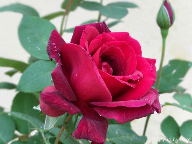 香紫绒月季/墨绒月季(图2) 香紫绒月季/墨绒月季/紫香云(图3)