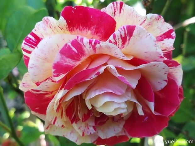 卡米叶毕萨罗月季的优缺点是什么?(图1) 卡米叶毕萨罗月季的优缺点是什么?(图1)