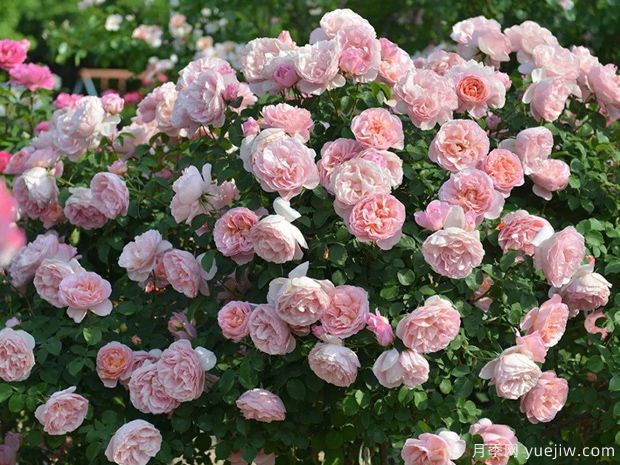 推荐12个经典月季,浪漫不可抗拒(图1) 推荐12个经典月季,浪漫不可抗拒(图1)
