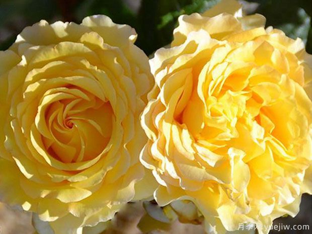 法国电台月季(图1)