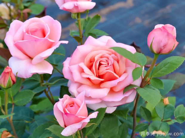老爷的美人月季(图3) 老爷的美人月季(图3)