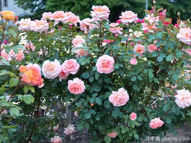 老爷的美人月季(图4) 老爷的美人月季(图4)