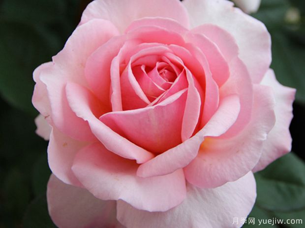 老爷的美人月季(图2) 老爷的美人月季(图2)